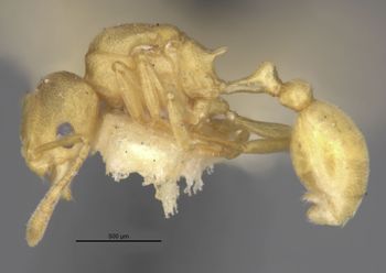 Media type: image;   Entomology 31156 Aspect: habitus lateral view